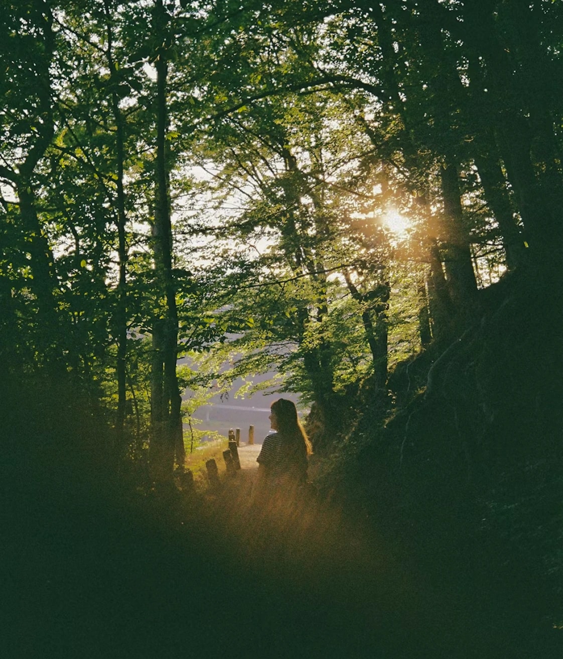 Sunlight through a forest after a storm
